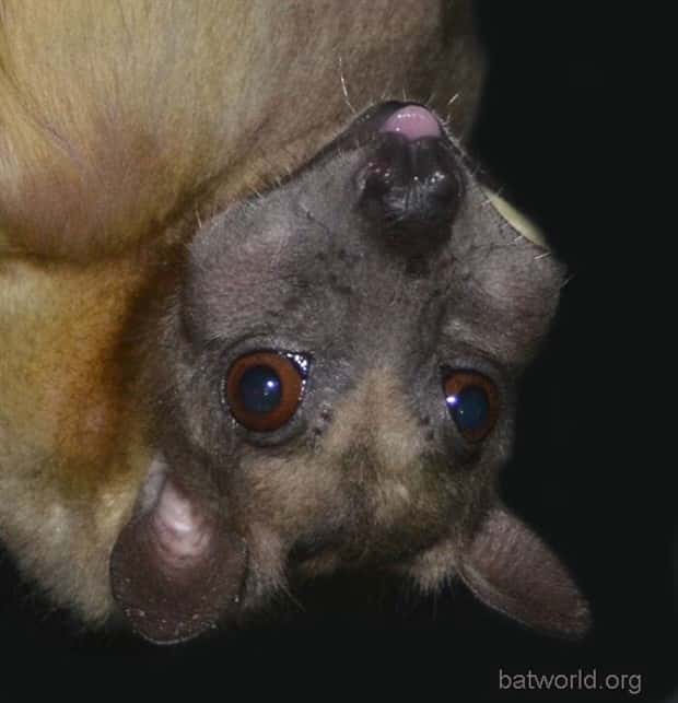 I Never Knew Bats Could Be This Adorable (35 photos)