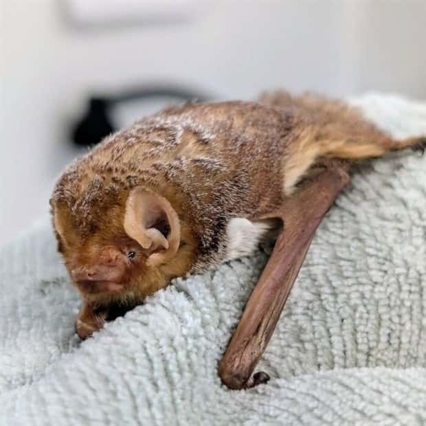 I Never Knew Bats Could Be This Adorable (35 photos)
