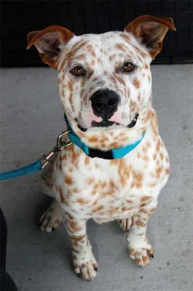 animals with unique markings 20 24 Animals With Unique Natural Markings (24 photos)