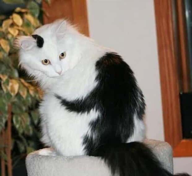 animals with unique markings 22 24 Animals With Unique Natural Markings (24 photos)