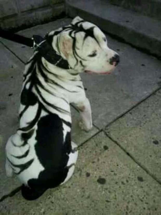 animals with unique markings 24 24 Animals With Unique Natural Markings (24 photos)