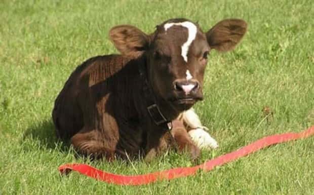 animals with unique markings 5 24 Animals With Unique Natural Markings (24 photos)