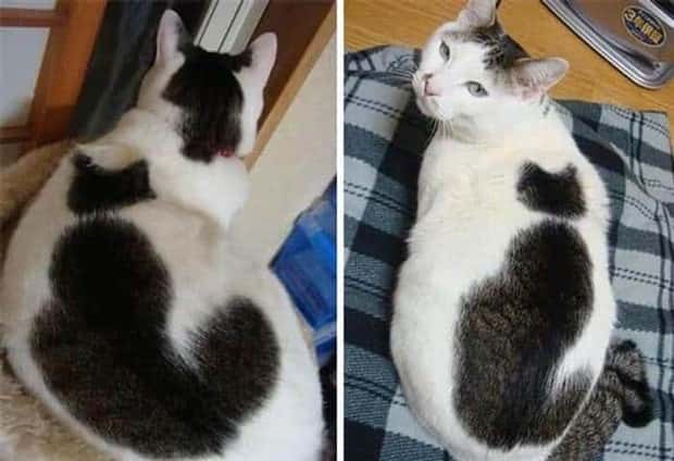 animals with unique markings 7 24 Animals With Unique Natural Markings (24 photos)
