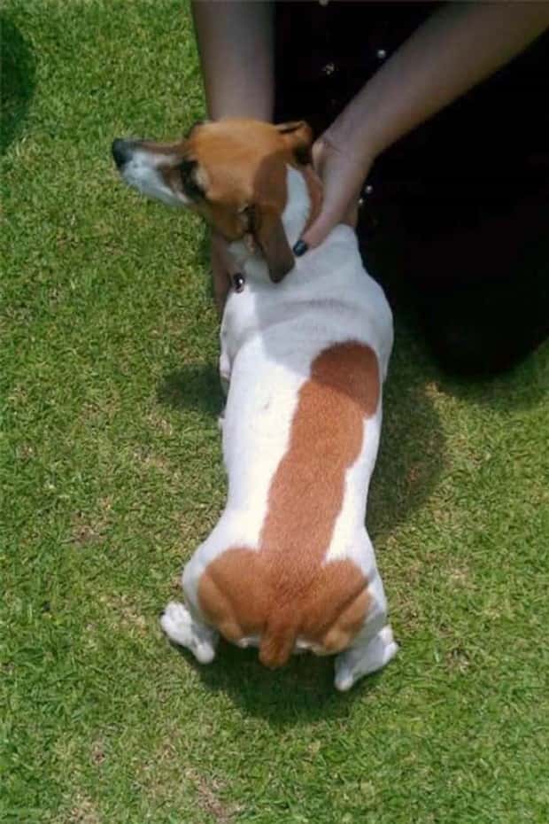 animals with unique markings 8 24 Animals With Unique Natural Markings (24 photos)