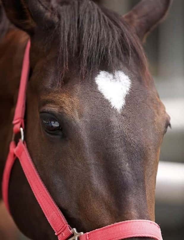 animals with unique markings 9 24 Animals With Unique Natural Markings (24 photos)