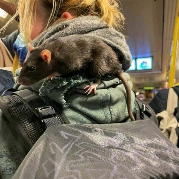 Crazy Daily Life Inside Berlins U Bahn (39 photos)