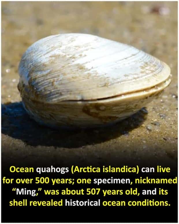 Cool and Interesting Facts #474 (24 photos)