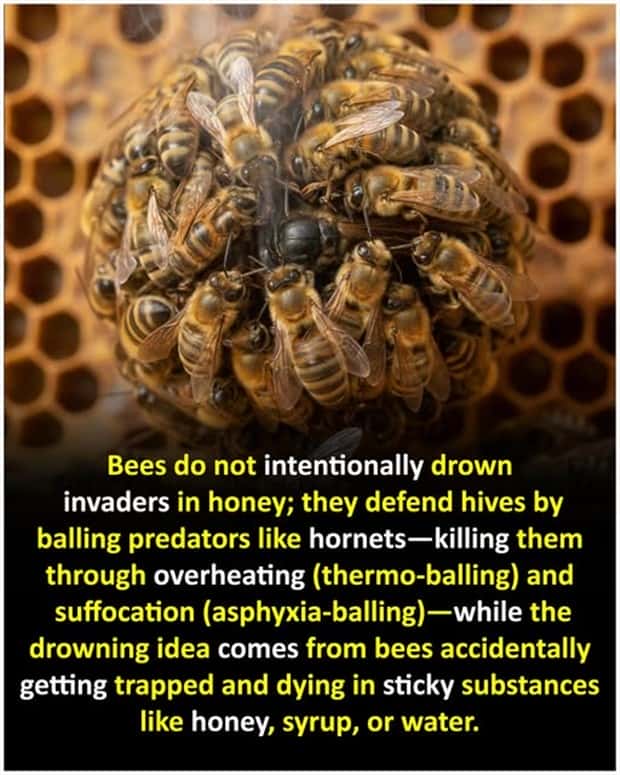 Cool and Interesting Facts #474 (24 photos)