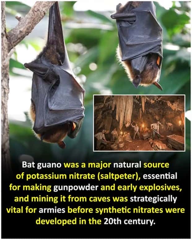 Cool and Interesting Facts #474 (24 photos)