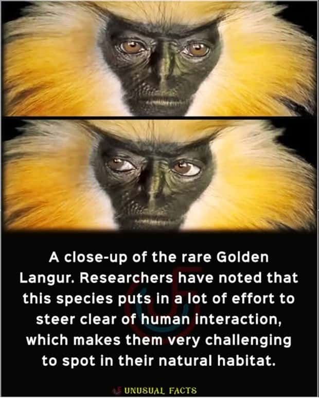 Cool and Interesting Facts #474 (24 photos)