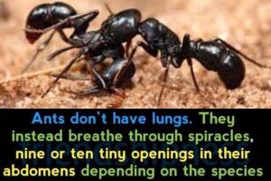 Cool and Interesting Facts #474 (24 photos)