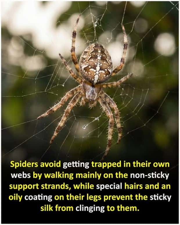 Cool and Interesting Facts #474 (24 photos)