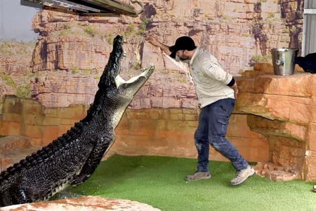 dumb people vs crocodiles 1 20 People Pushing Their Luck With Crocodiles (20 photos)
