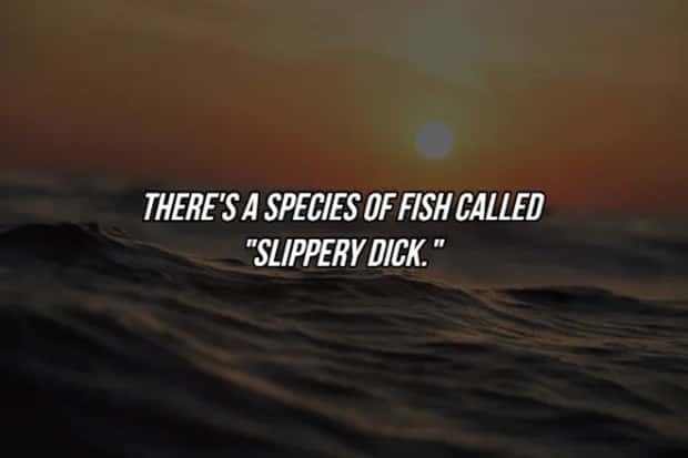 19 Fun Facts To Amaze Friends (19 photos)