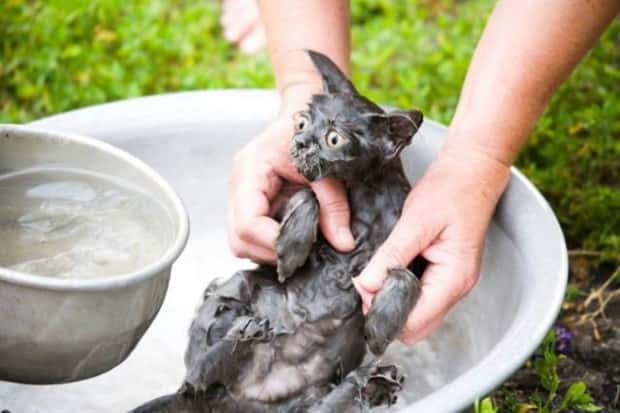 Get Ready for Funny Animals #428 (23 photos)