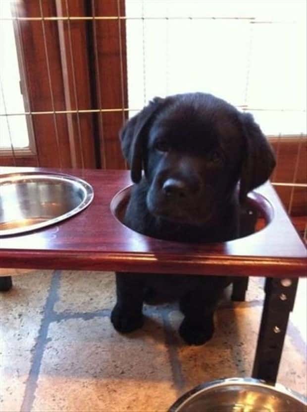 Get Ready for Funny Animals #428 (23 photos)