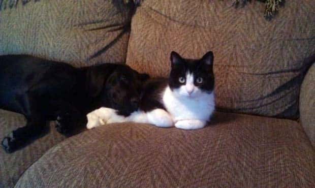 funny animals 11 3 Get Ready for Funny Animals #431 (21 photos)