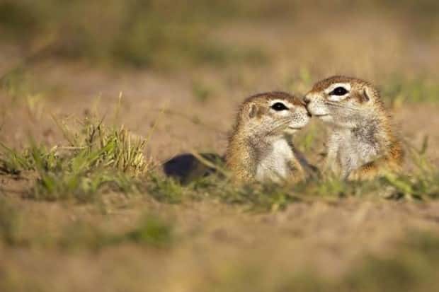 funny animals 12 3 Get Ready for Funny Animals #431 (21 photos)