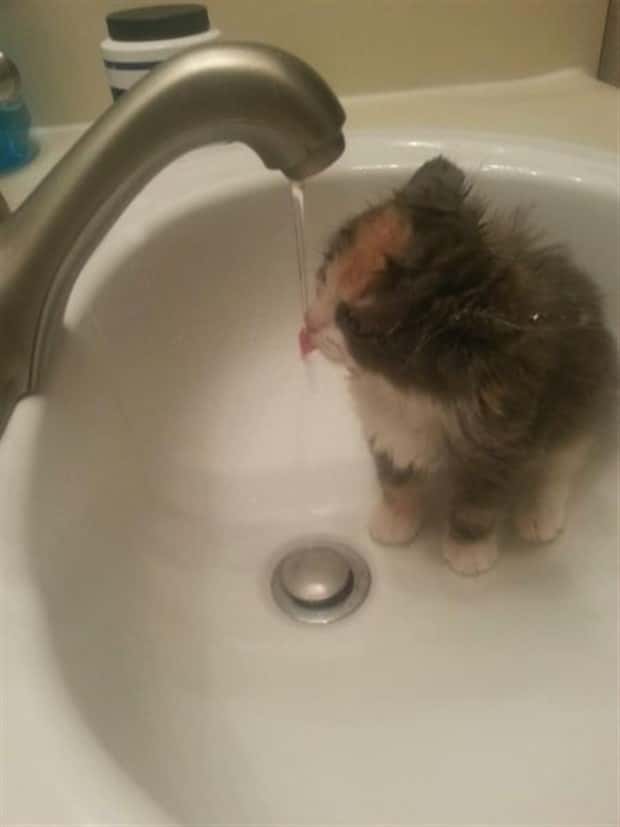 Get Ready for Funny Animals #428 (23 photos)