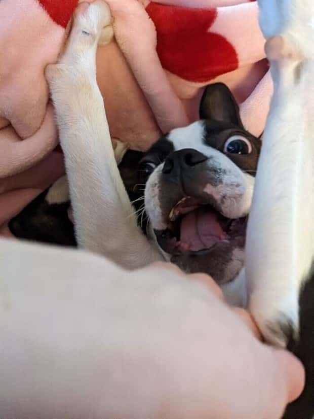 funny animals 13 3 Get Ready for Funny Animals #431 (21 photos)