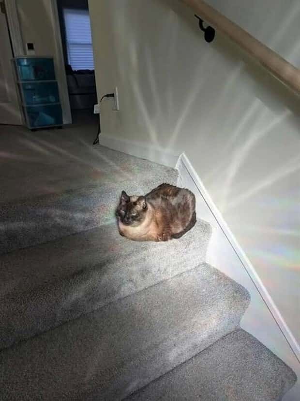 funny animals 15 3 Get Ready for Funny Animals #431 (21 photos)