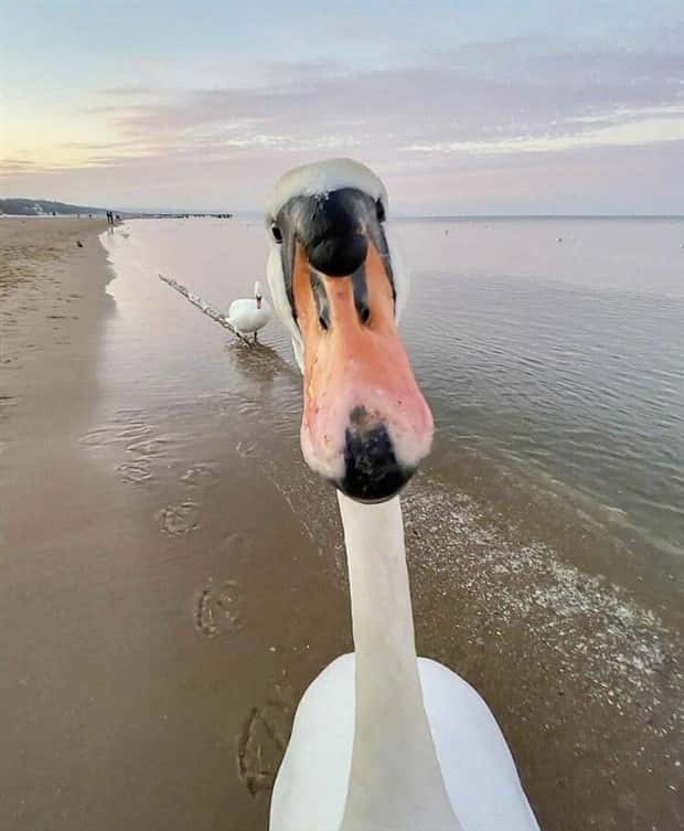Get Ready for Funny Animals #429 (19 photos)