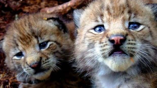 funny animals 17 3 Get Ready for Funny Animals #431 (21 photos)