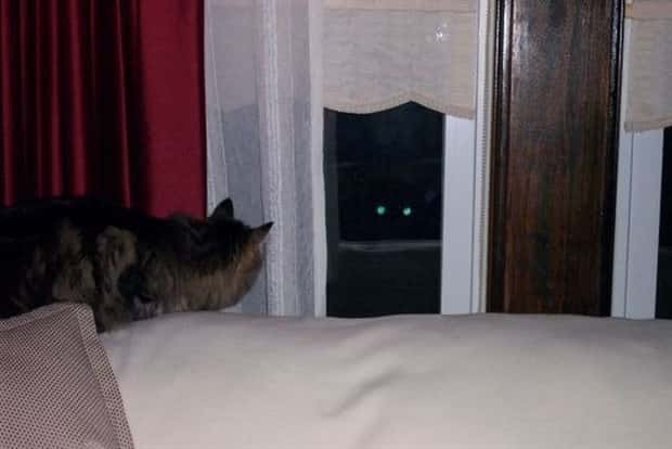 Get Ready for Funny Animals #428 (23 photos)