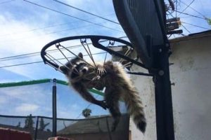 Get Ready for Funny Animals #431 (21 photos)