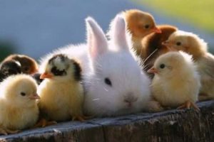 Get Ready for Funny Animals #428 (23 photos)