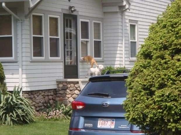 Get Ready for Funny Animals #428 (23 photos)