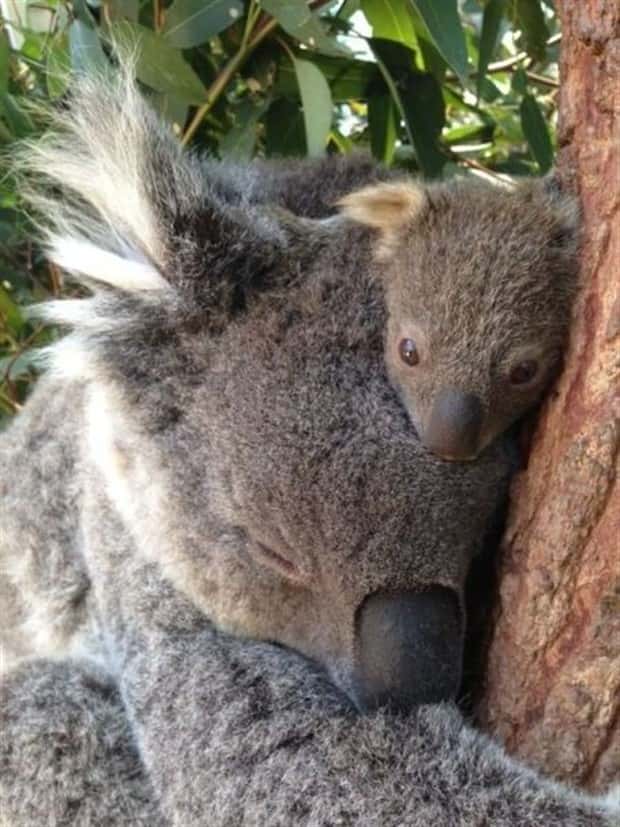 Get Ready for Funny Animals #428 (23 photos)