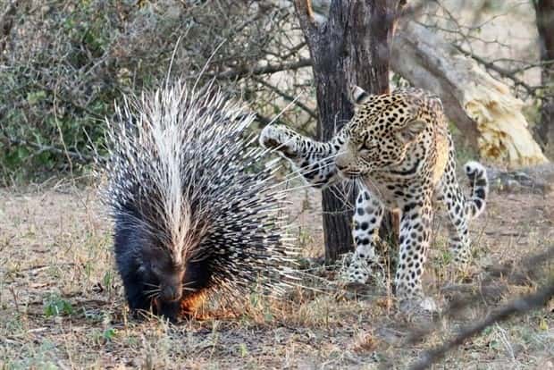Get Ready for Funny Animals #429 (19 photos)