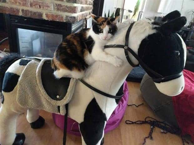 Get Ready for Funny Animals #430 (22 photos)