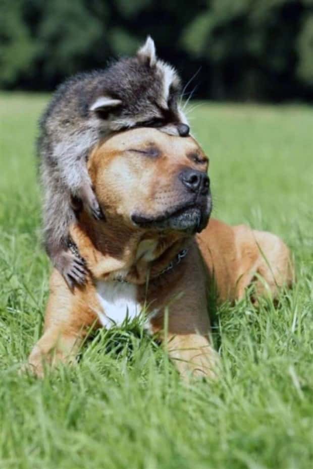 funny animals 3 3 Get Ready for Funny Animals #431 (21 photos)