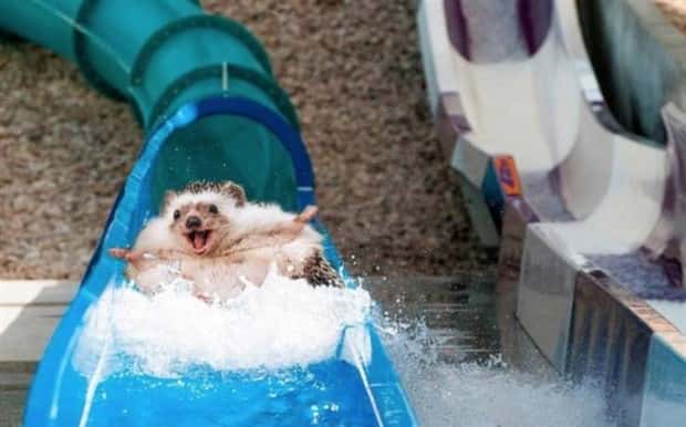 Get Ready for Funny Animals #430 (22 photos)