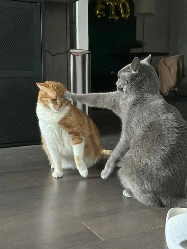 Get Ready for Funny Animals #428 (23 photos)