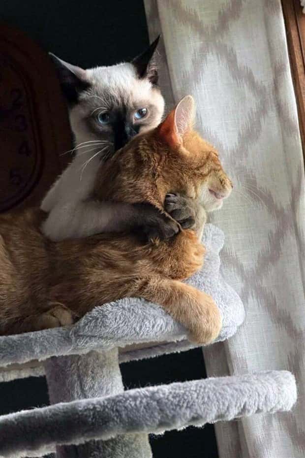 Get Ready for Funny Animals #428 (23 photos)