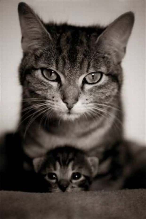 funny animals 6 3 Get Ready for Funny Animals #431 (21 photos)