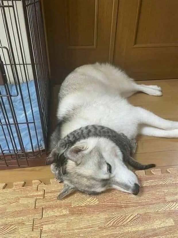 Get Ready for Funny Animals #430 (22 photos)