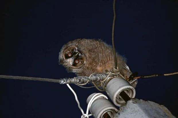 Get Ready for Funny Animals #430 (22 photos)