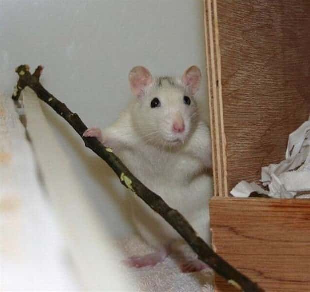 Get Ready for Funny Animals #430 (22 photos)