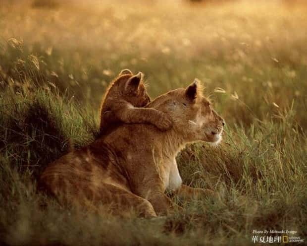 funny animals 9 3 Get Ready for Funny Animals #431 (21 photos)