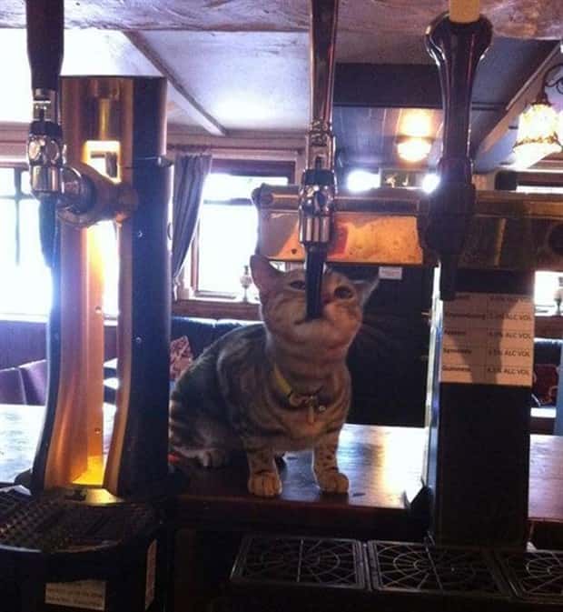 Get Ready for Funny Animals #428 (23 photos)