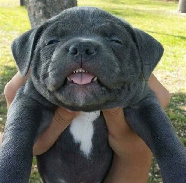 35 Silly Perfectly Timed Derpy Dogs (35 photos)