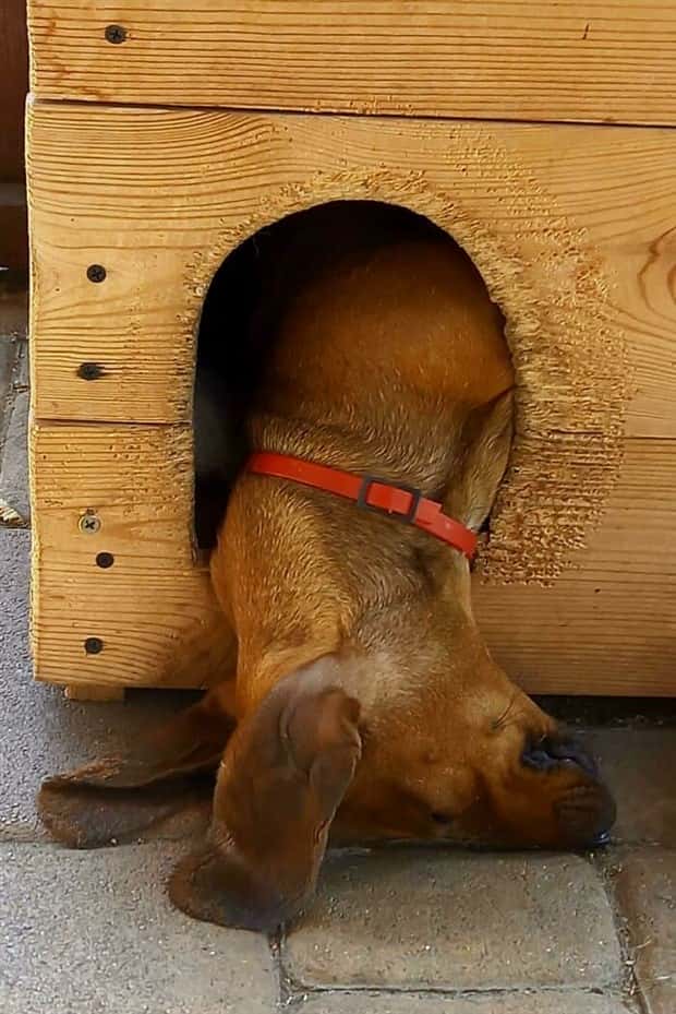 35 Silly Perfectly Timed Derpy Dogs (35 photos)