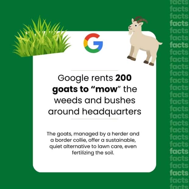 google search facts 13 14 Amazing Facts About Google Search (14 photos)
