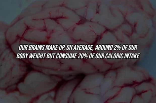 25 Surprising Facts About The Human Body (25 photos)