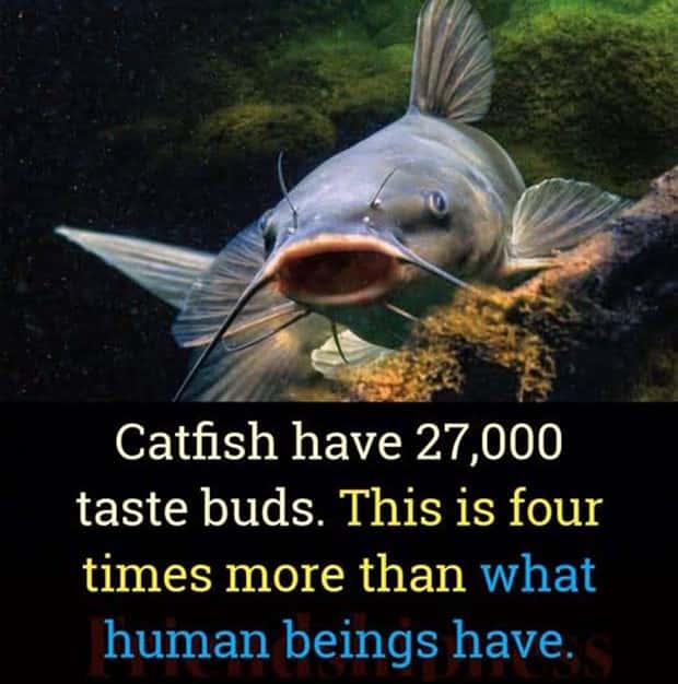 Cool and Interesting Facts #472 (23 photos)