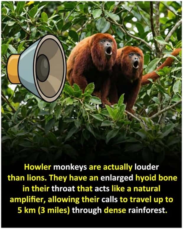 Cool and Interesting Facts #472 (23 photos)